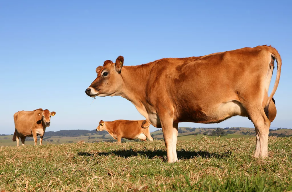 Three brown Jersey dairy cows in a lush meadow, eating grass