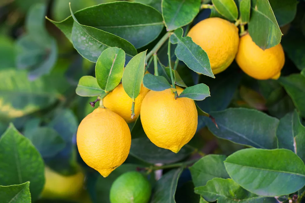 A bunch of lemons growing on a tree.