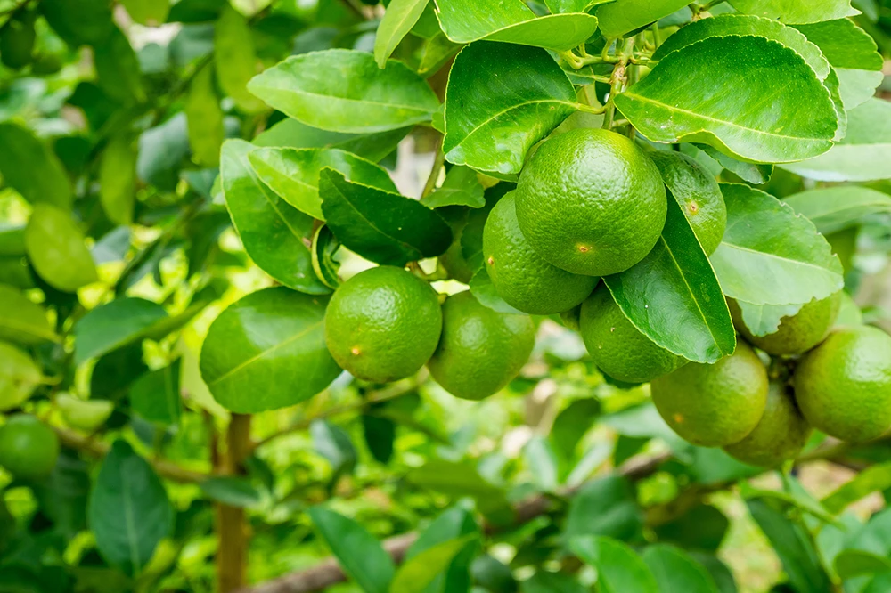 Limes growing on a tree in our garden 